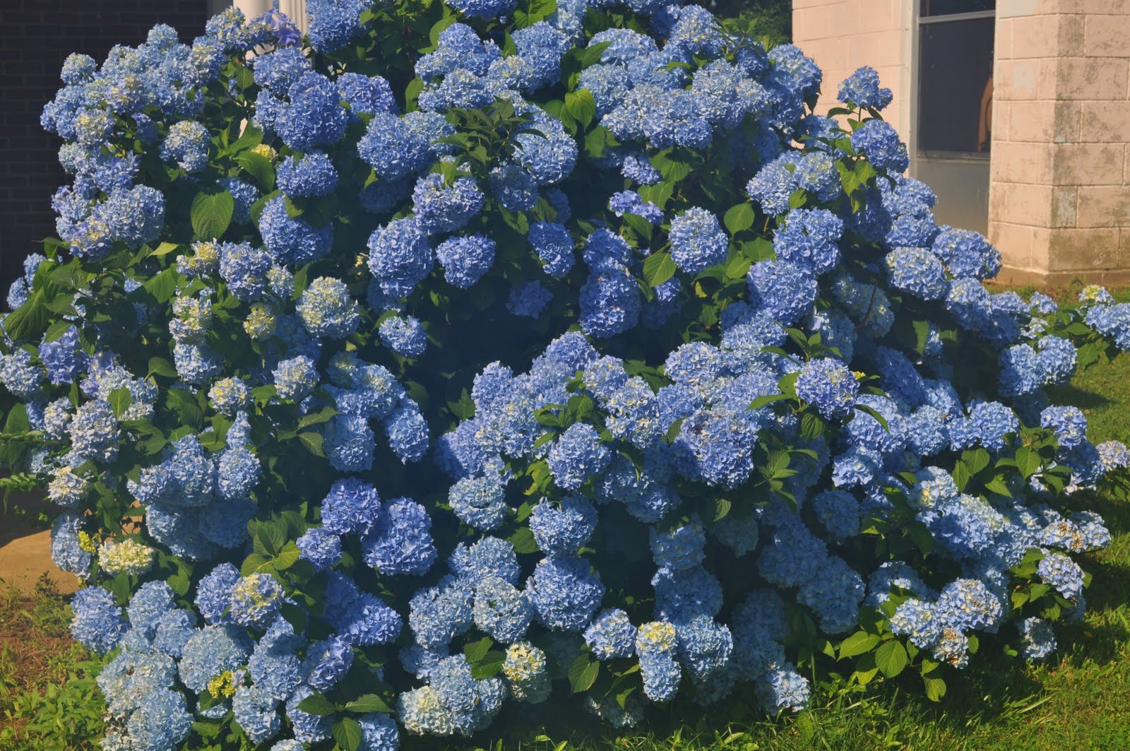 The Country Diary of a Southern Lady: Rhapsody In Blue