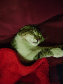 Mi mascota
