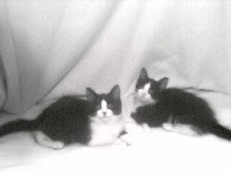 Attila and Alex at 10 weeks