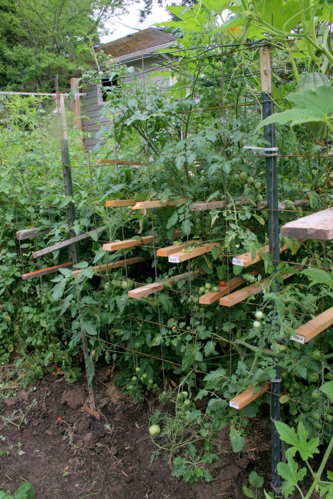 Home's Jewels The Proven Tomato Cage for Tall Tomato Plants