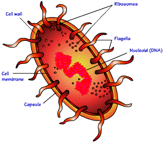 kingdom archaebacteria magdalene project org archaebacteria kingdom