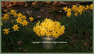[Daffodils+Bucket+Photo+by+DSJ.jpg]