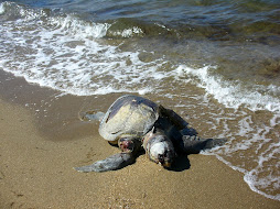 Sad - a dead Sea Turtle