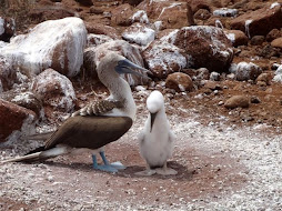 Booby and chick