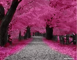 Stay in the steps and walk daily in your pink cloud...