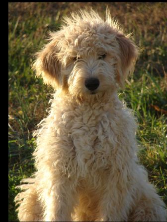 miniature goldendoodle puppies for sale. MINIATURE GOLDENDOODLE PUPPIES