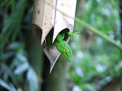 Little Lizzard
