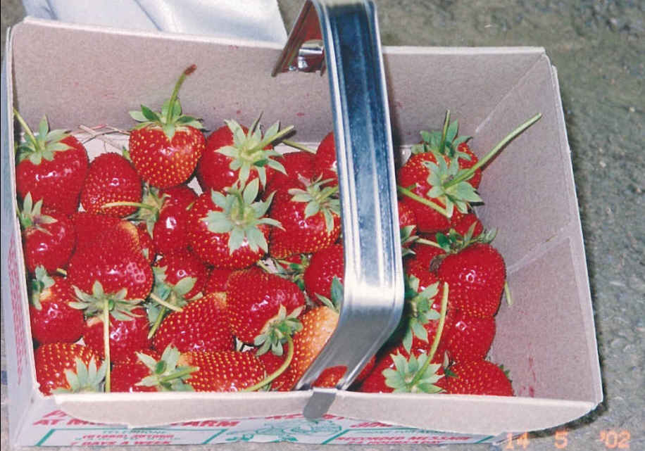 [Strawberries2a.jpg]