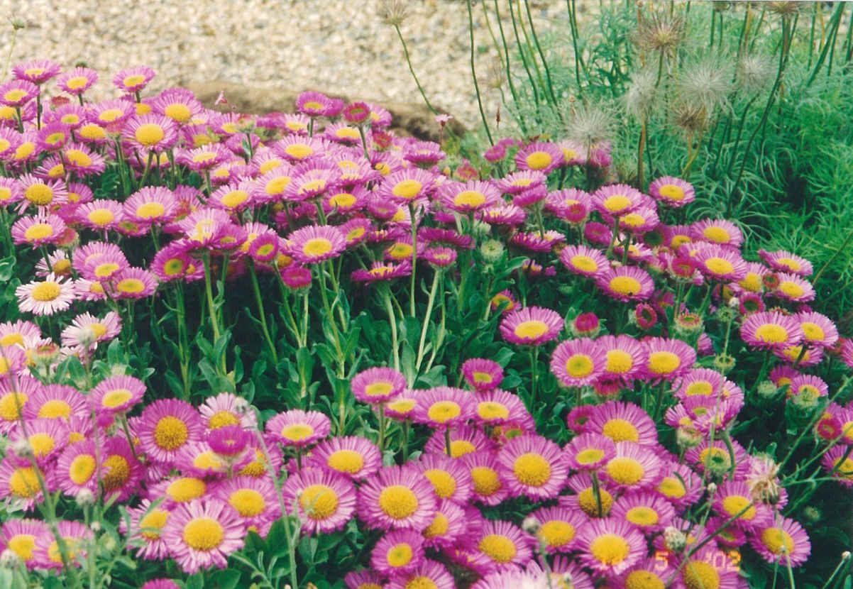 [Flower2a.jpg]