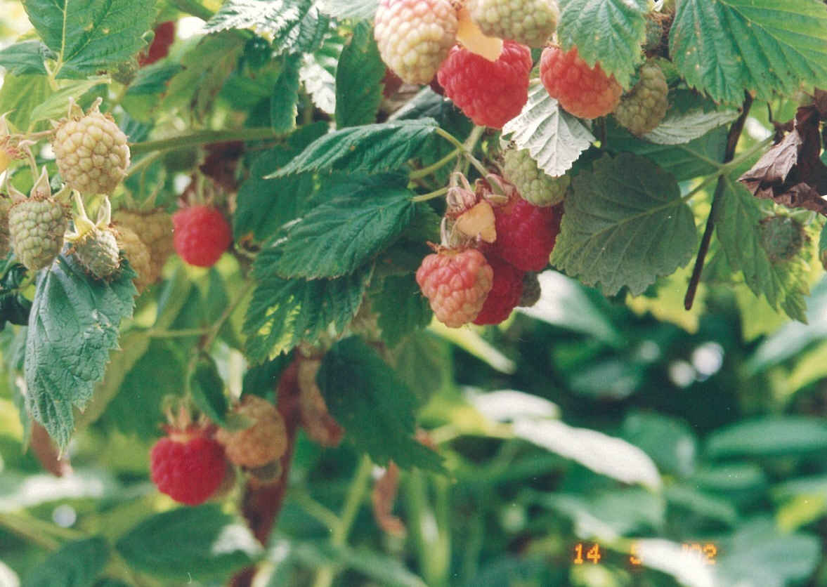 [Raspberries1a.jpg]