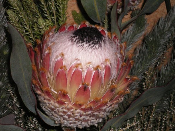 [IMGP1165a_F03.JPG]