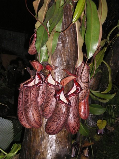 [IMGP1139_F09.JPG]