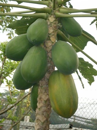 [IMGP0815.JPG]
