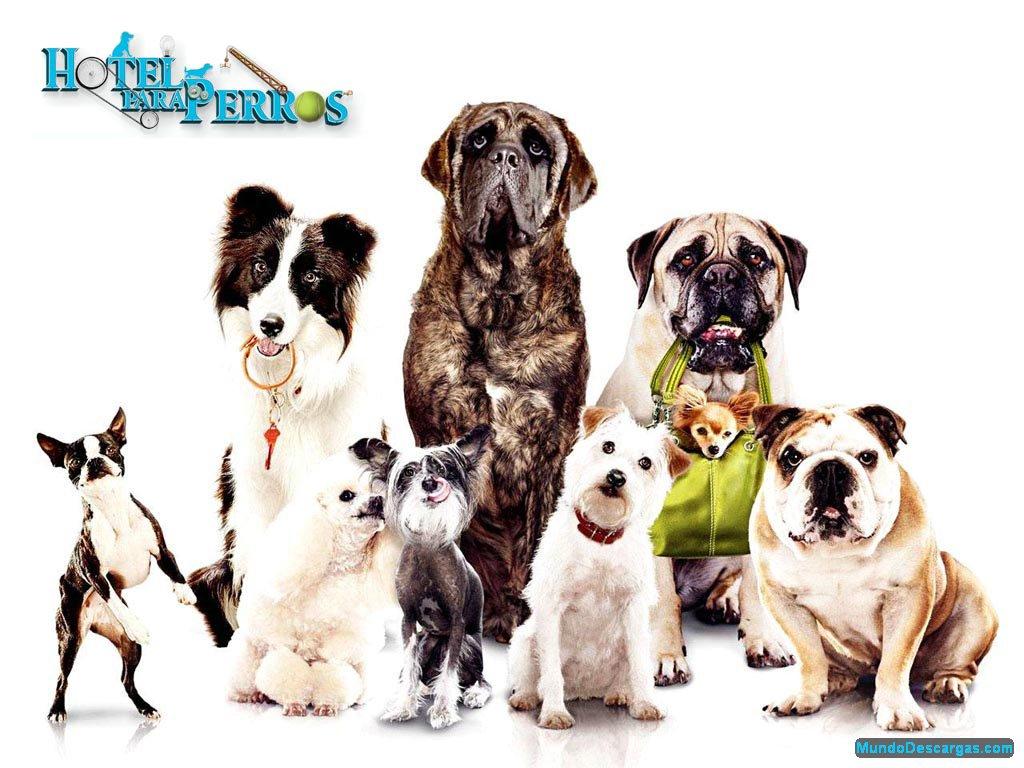 Hotel para perros (E.U., 2009) - Mundo Feliz
