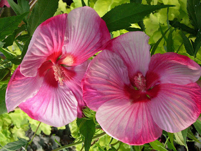 The Greenhouse Worker: The bang for your buck -Perennial Hibiscus
