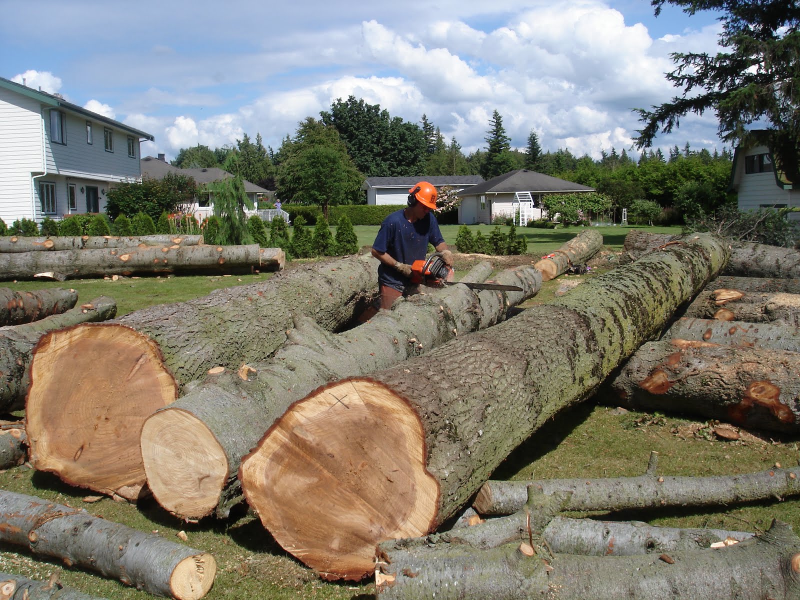 DigLynden Tree Service Bellingham Lynden Ferndale