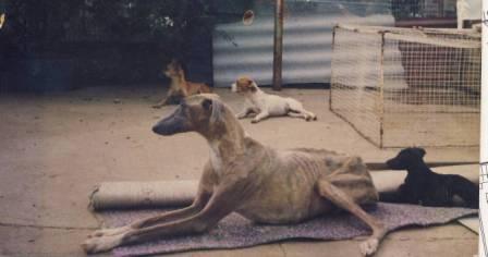 Irwin Animal Rescue
