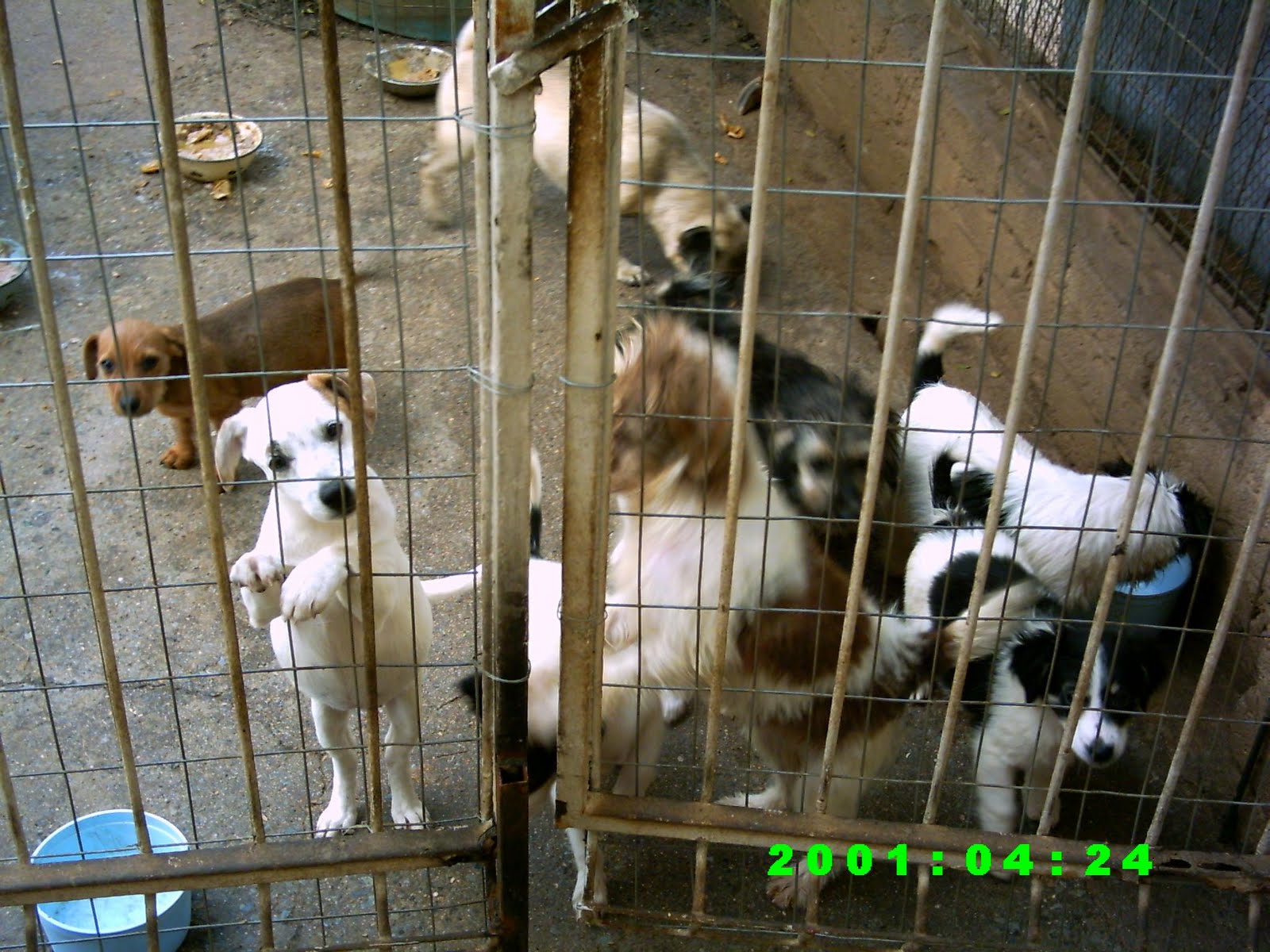 Irwin Animal Rescue