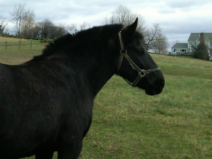 Wild horse essay from flicka image