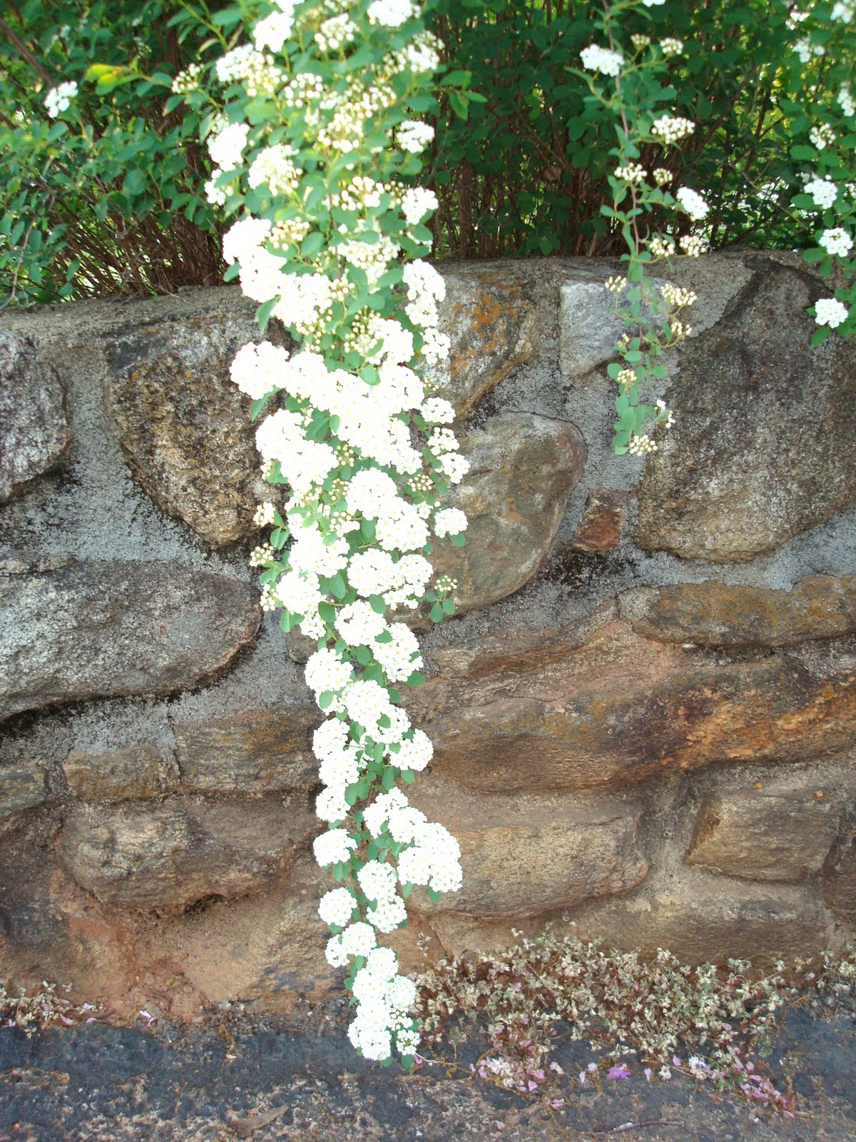 Flowers and Nature in my Garden Spirea Japonica "Bridal Veil"