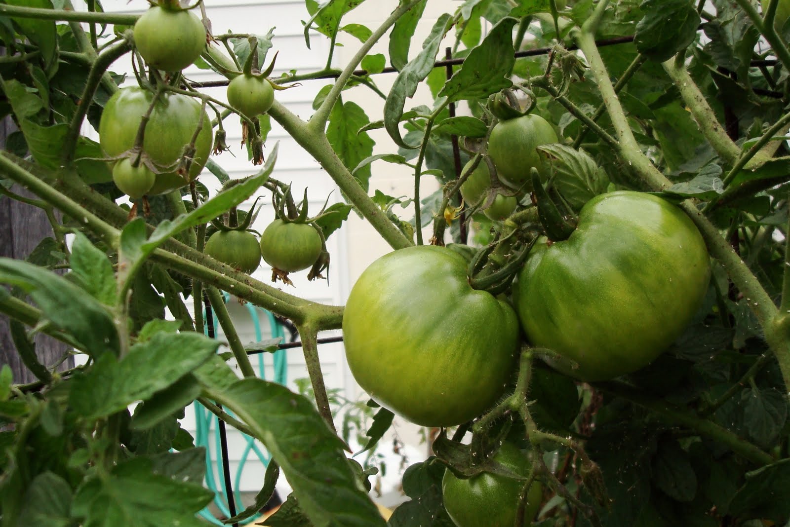 [Tomatoes+10-10-09_0.JPG]