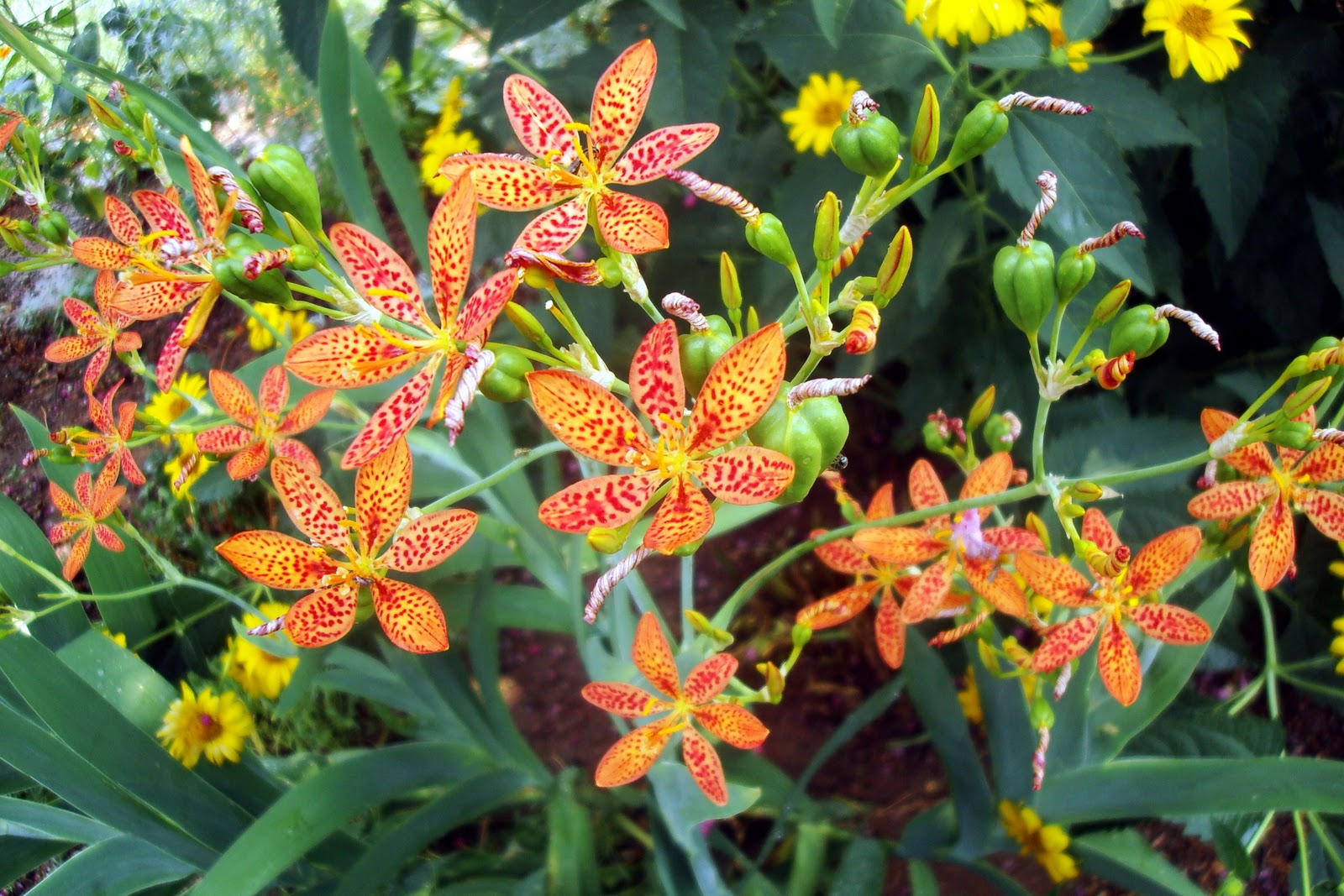 Flowers and Nature in my Garden Blackberry Lily