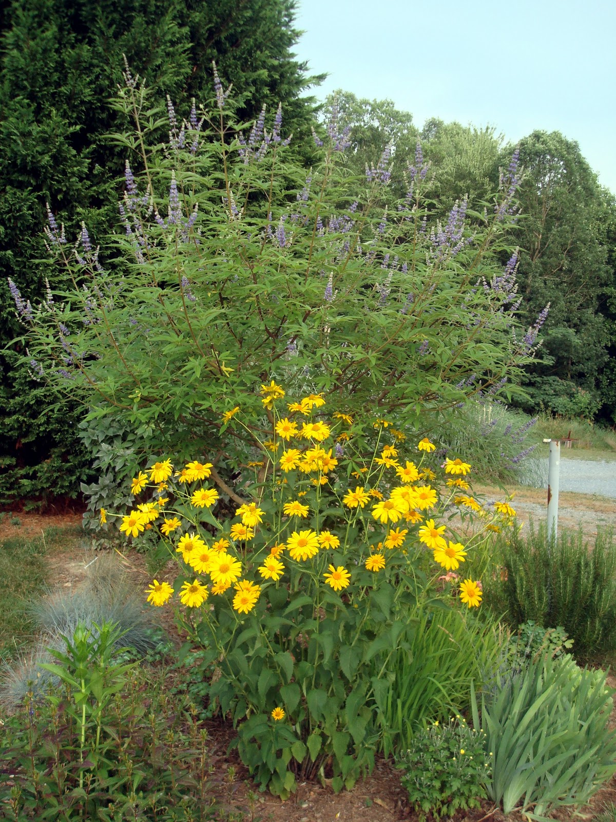 Flowers and Nature in my Garden False Sunflower