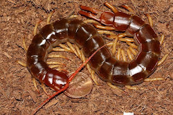 centipede centipedes giant insect dangerous fear 2009 cinema theme bite poisonous hand millipedes festival hold safe film