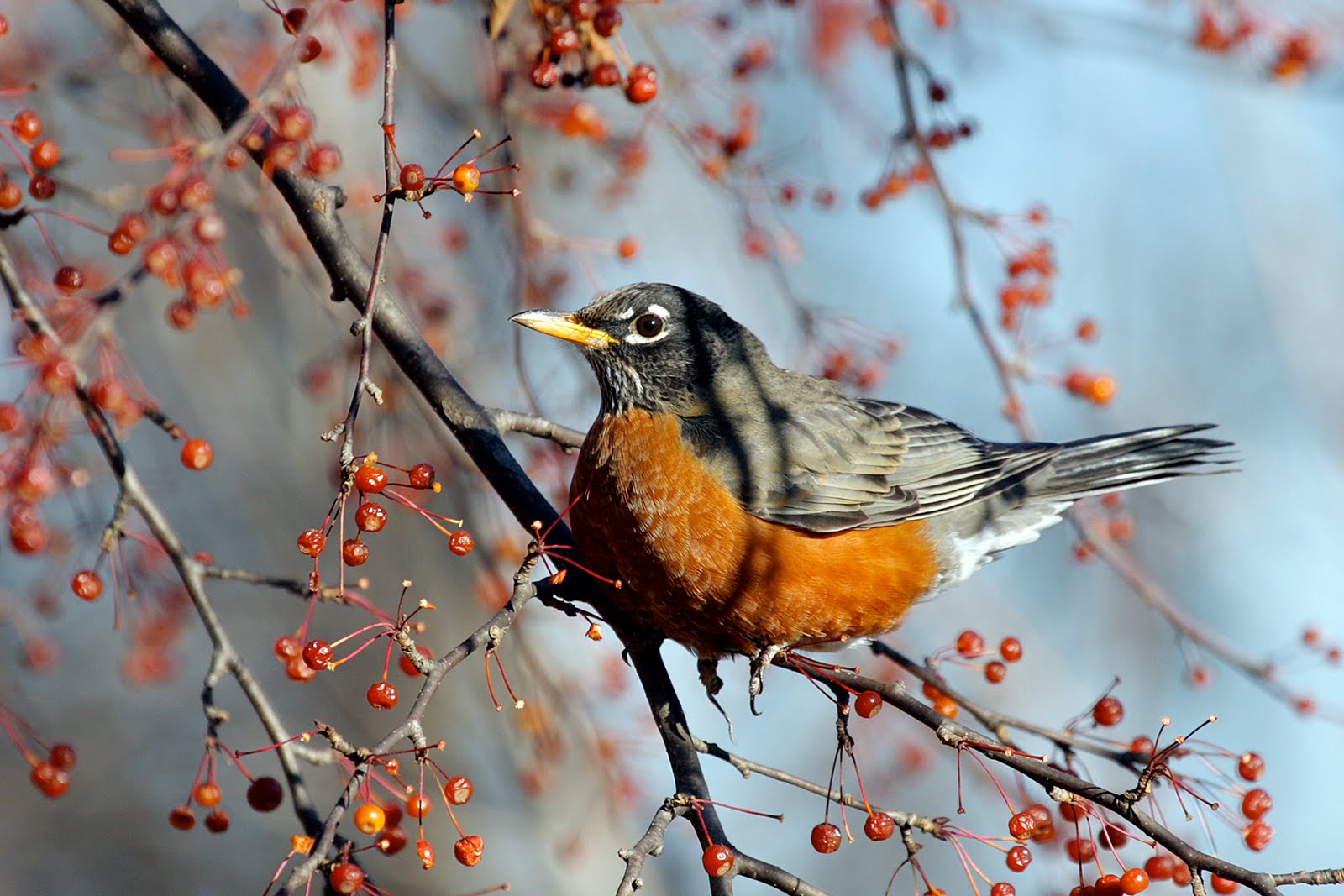 Environmental Almanac American robins harbingers of Spring? No more.