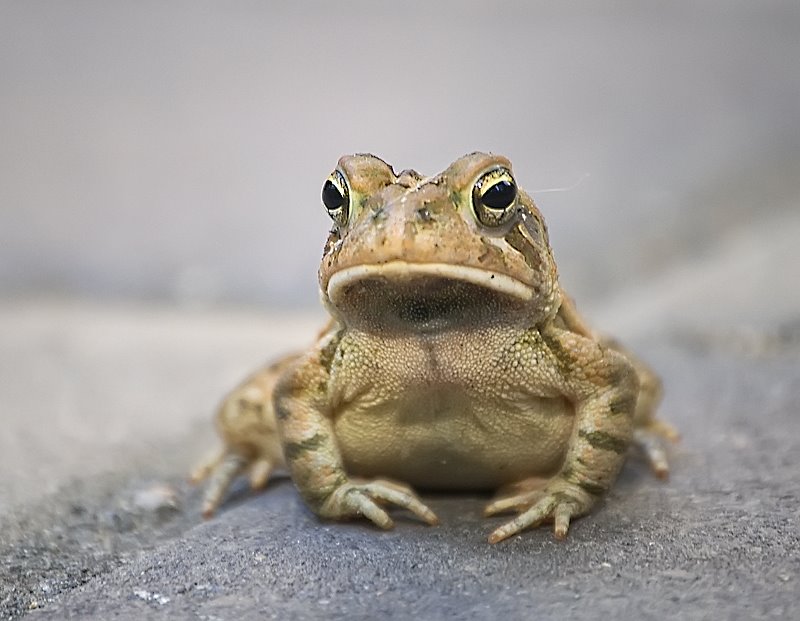 [toad.jpg]