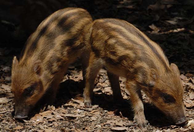 Onlaynda baland poshnali poyabzal va mini yubkalarda ofis pornosini tomosha qiling