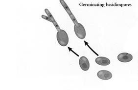 Ruben's Blogpage: Unit 6- Process 1: Germination of the Basidiospores