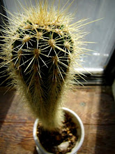 My office cactus