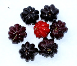 Black Surinam Cherry