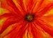 Passion Flower- Banner Image