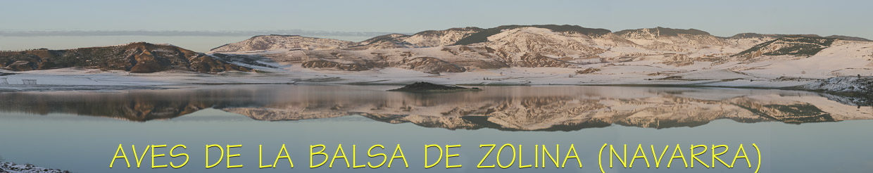 Aves de la balsa Zolina (Navarra)