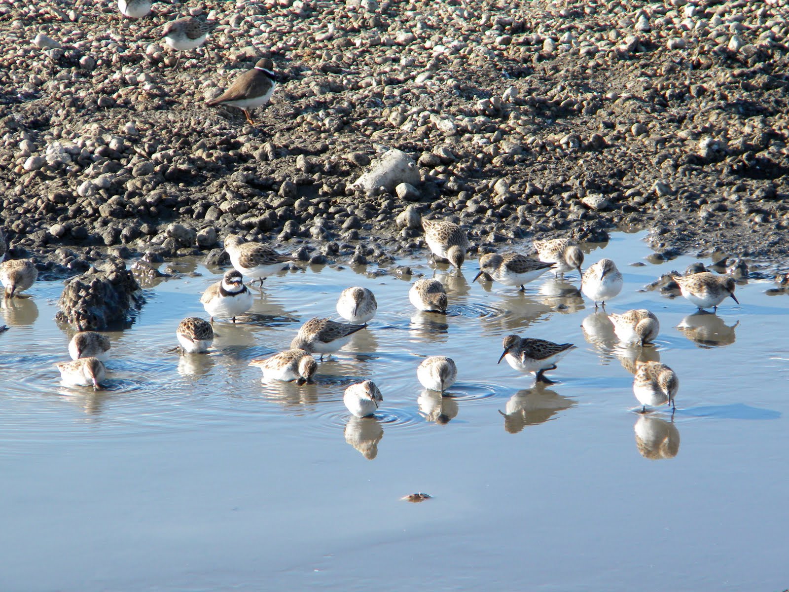 Slow Birding Magee MarshHooray!