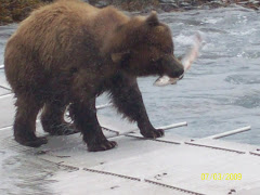 The bear finally caught his fish
