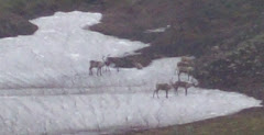 Herd of Caribou in the park