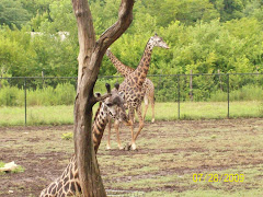 Girraffes at KC zoo