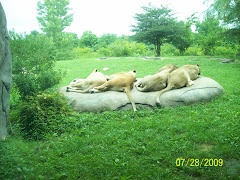 Lions at the KC zoo