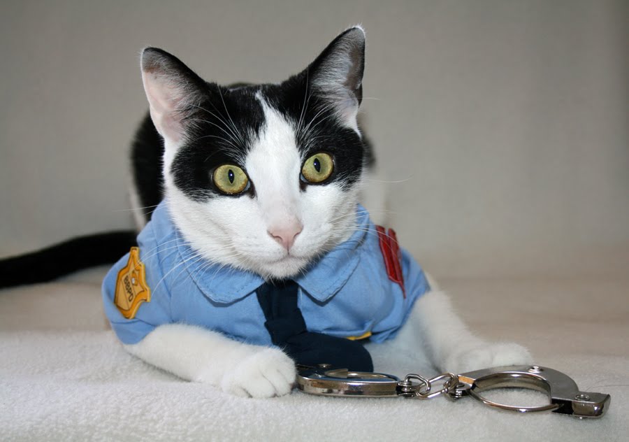 Cat In Uniform 51