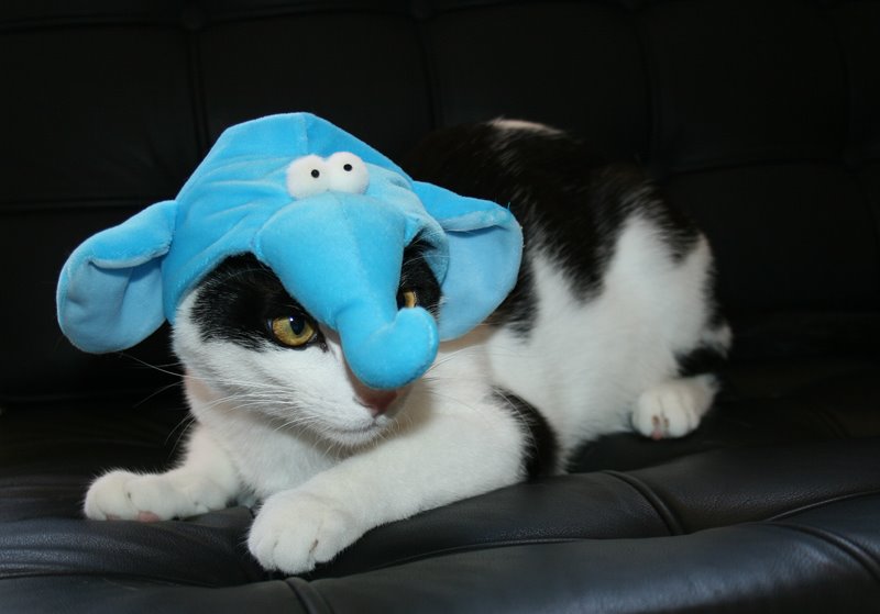 Elephant3.jpg