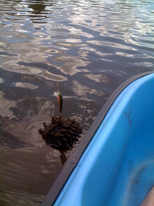 Pedal Boat Adventure Willow Creek Recreation Area, Lake Natoma