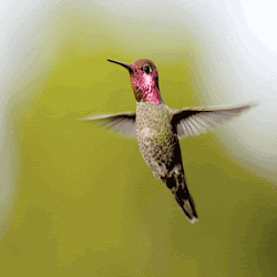 flying birds painting vastu 3