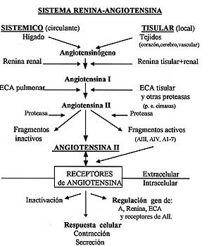 ¿Cómo aumenta el riñón la presión arterial a través de la secreción de aldosterona?