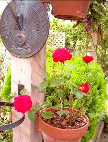 Fertilizing Roses How To Use Organic Rose Fertilizer Effectively Organic Fertilizeranures Are Must For Roses In Pots Farmyard Manure Of Good Quality Is The Best Pot Other Alternative Well
