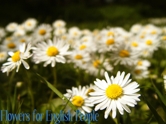 Flowers for English People