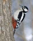 You can often hear woodpeckers in the valley