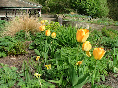 Snuff Mills garden in Spring